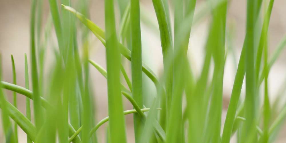 grass