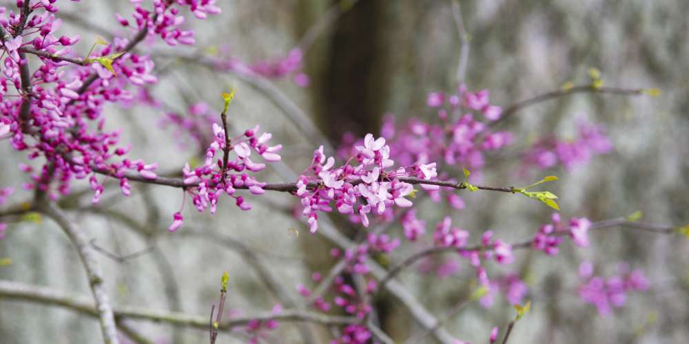 blooms